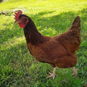 Meet your Posher, Anna